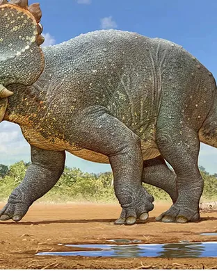 Dinosaur World Live Malibu