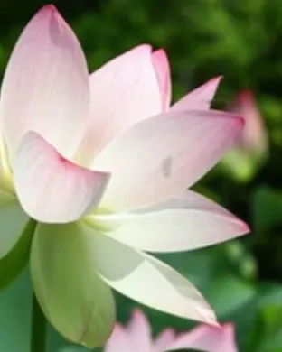 Lotus Los Angeles